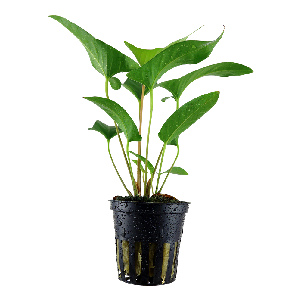 Anubias gracilis (Topf)