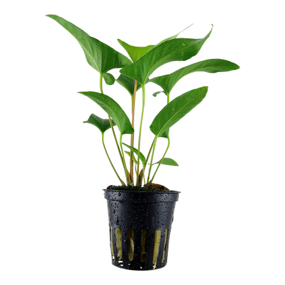 Anubias gracilis (Topf)