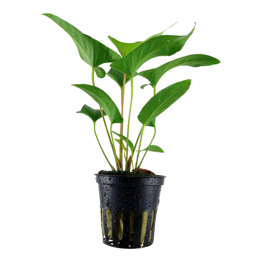 Anubias gracilis (Topf)