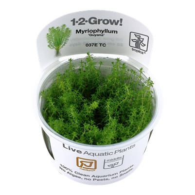 Myriophyllum sp. 'Guyana'