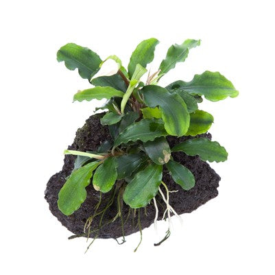 Bucephalandra pygmaea 'Wavy Green' auf Lavastein