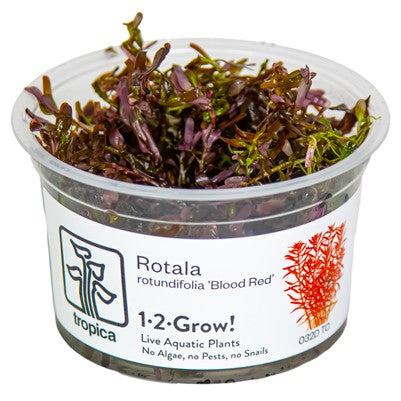 Rotala rotundifolia 'Rouge sang'