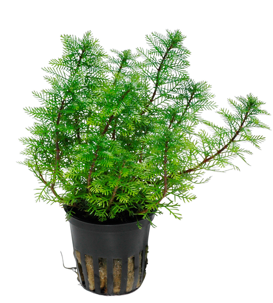 Myriophyllum mattogrossense (Topf)