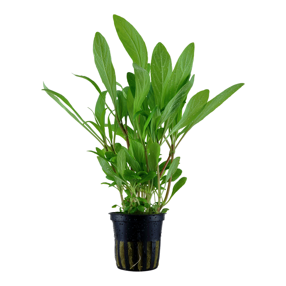 Hygrophila costata (Topf)