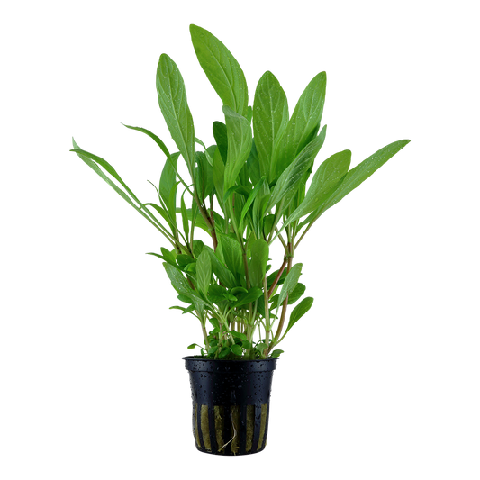 Hygrophila costata (Topf)