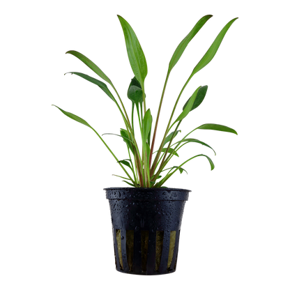 Cryptocoryne x willisii (Topf)