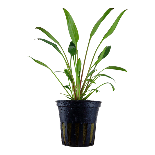Cryptocoryne x willisii (Topf)