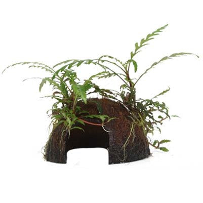 Hygrophila pinnatifida on coconut shell