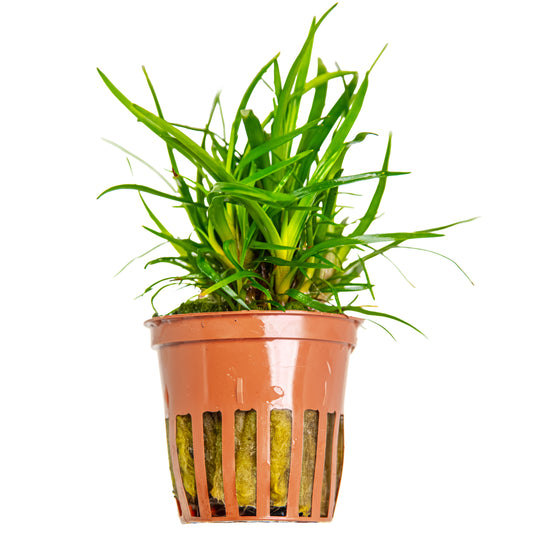 Eriocaulon sp. 'Vietnam' (Topf)
