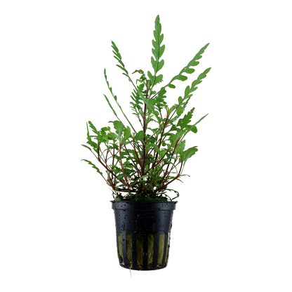Hygrophila pinnatifida (Topf)