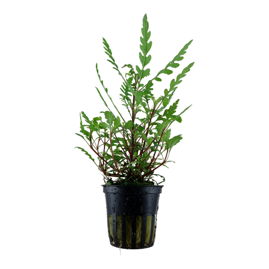 Hygrophila pinnatifida (Topf)