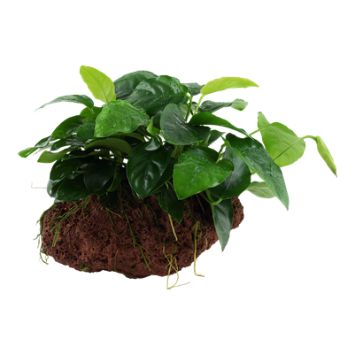 Anubias barteri var. nana auf Lavastein