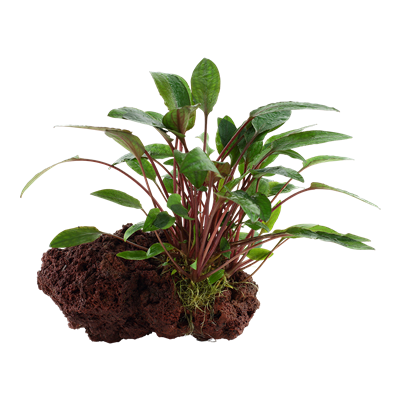 Cryptocoryne beckettii 'Petchii' auf Lavastein