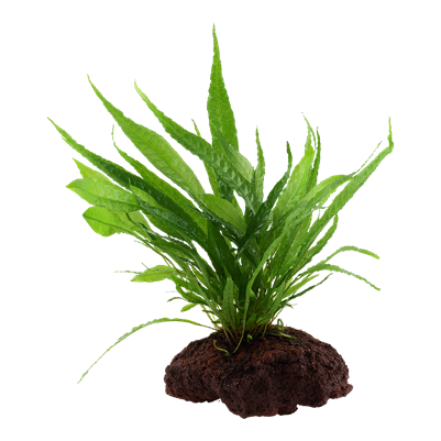 Microsorum pteropus on lava stone