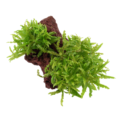 Pogostemon helferi sur pierre de lave