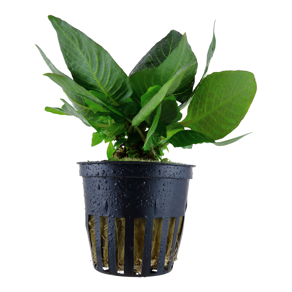 Hygrophila corymbosa 'Compact' (Topf)