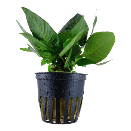 Hygrophila corymbosa 'Compact' (Topf)