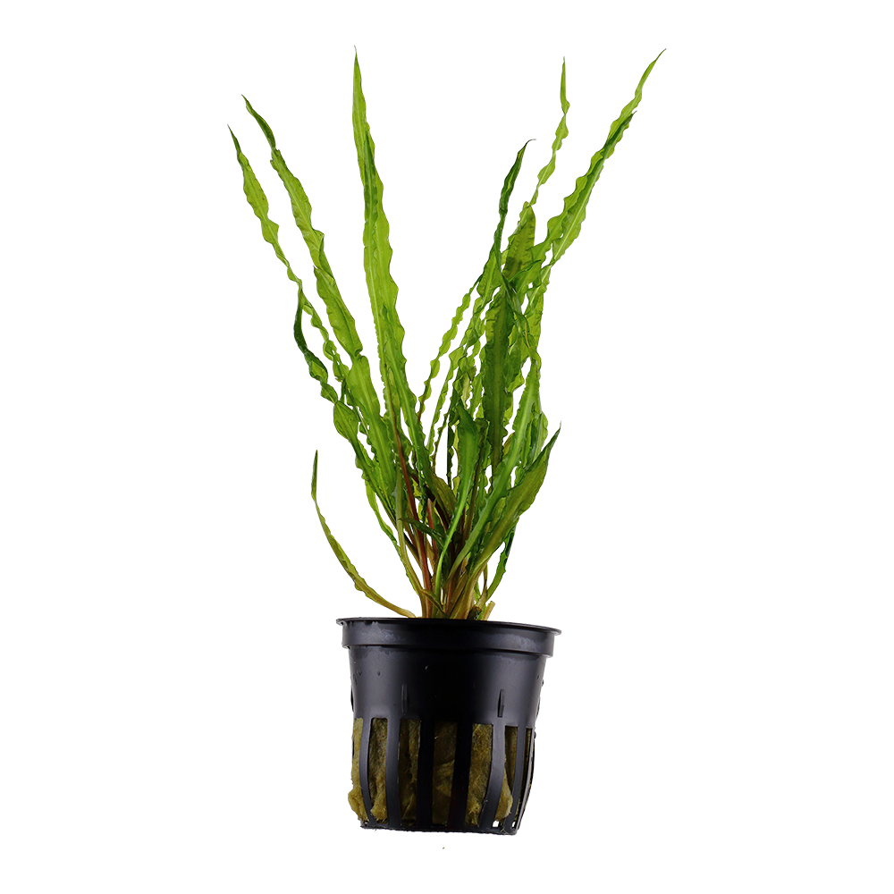 Cryptocoryne crispatula (Topf)