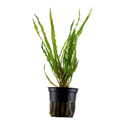 Cryptocoryne crispatula (Topf)