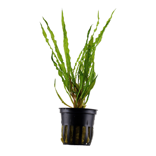Cryptocoryne crispatula (Topf)