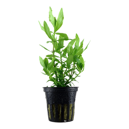 Hygrophila polysperma (Topf)