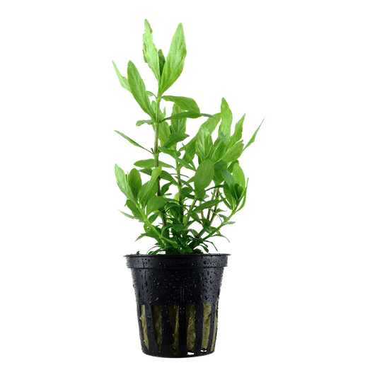 Hygrophila polysperma (Topf)