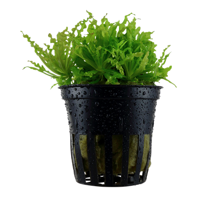 Pogostemon Helferi