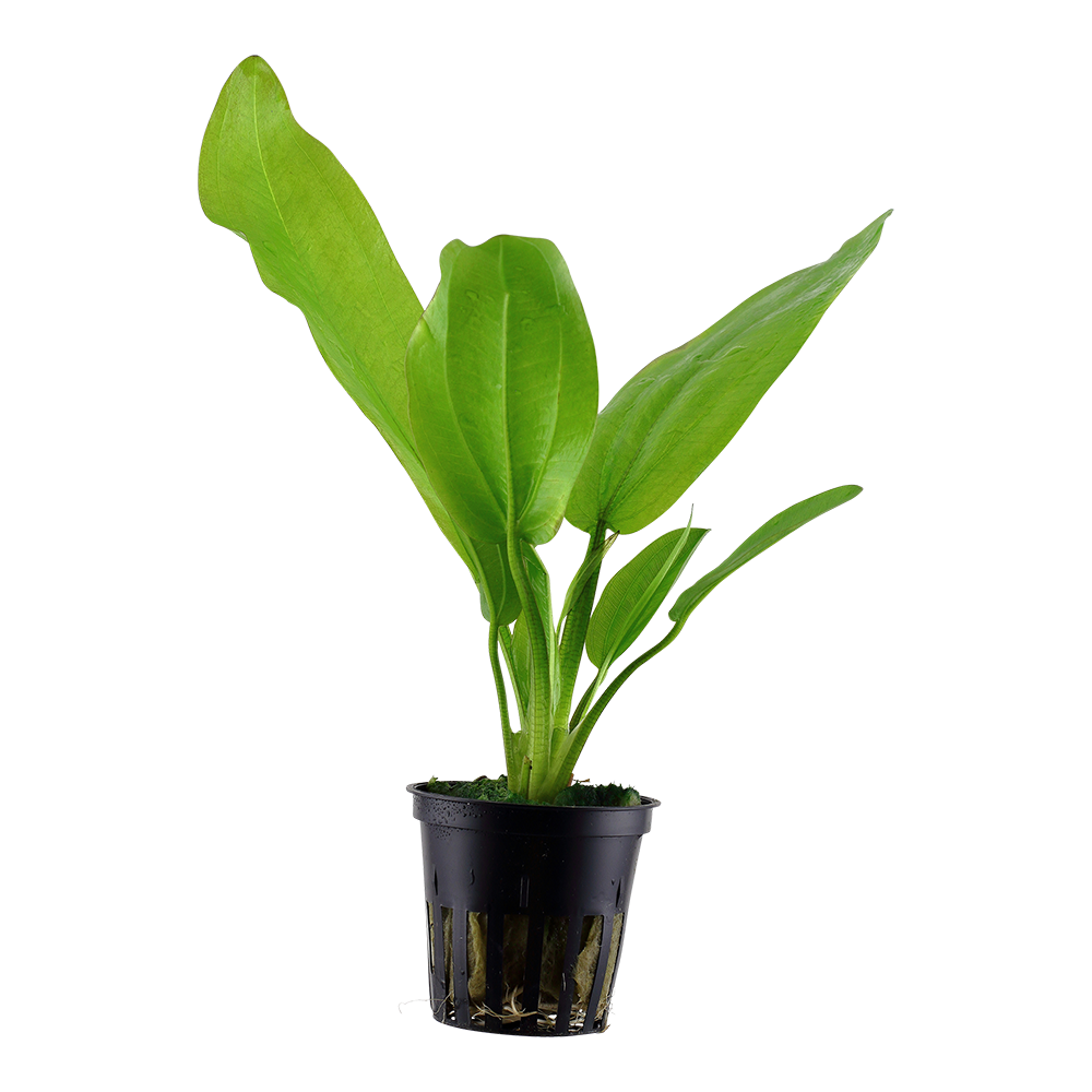 Echinodorus cordifolius 'Fluitans' (Topf)