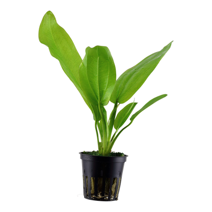 Echinodorus cordifolius 'Fluitans' (Topf)