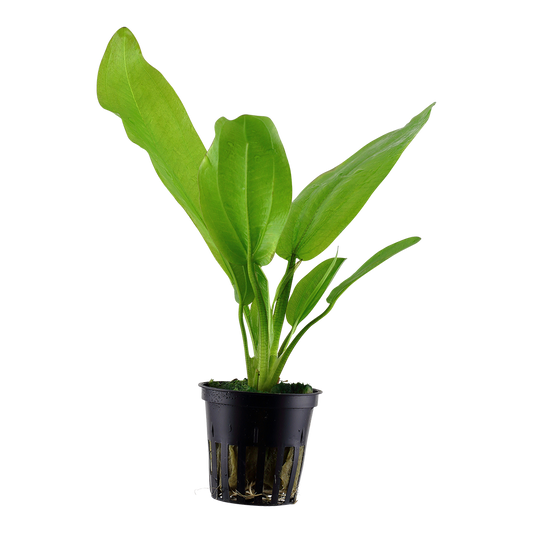 Echinodorus cordifolius 'Fluitans' (Topf)