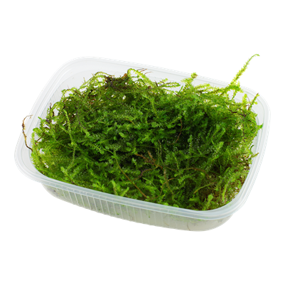 Taxiphyllum barbieri 'Bogor Moss' Portion