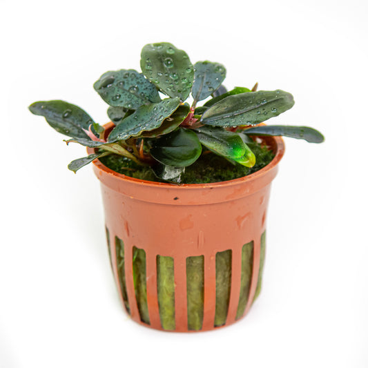 Bucephalandra sordidula 'Blue' (Topf)