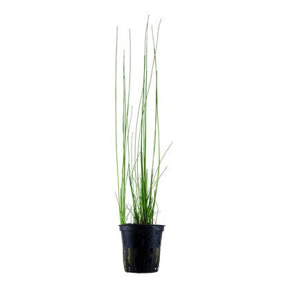 Eleocharis montevidensis in a pot
