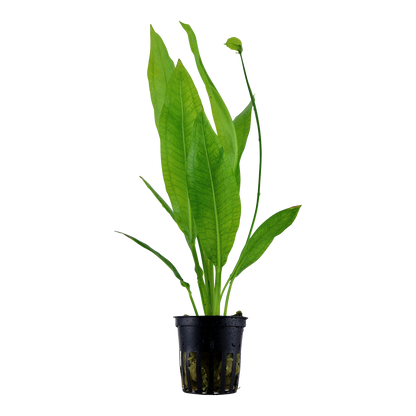 Echinodorus grisebachii 'Bleherae' in pot