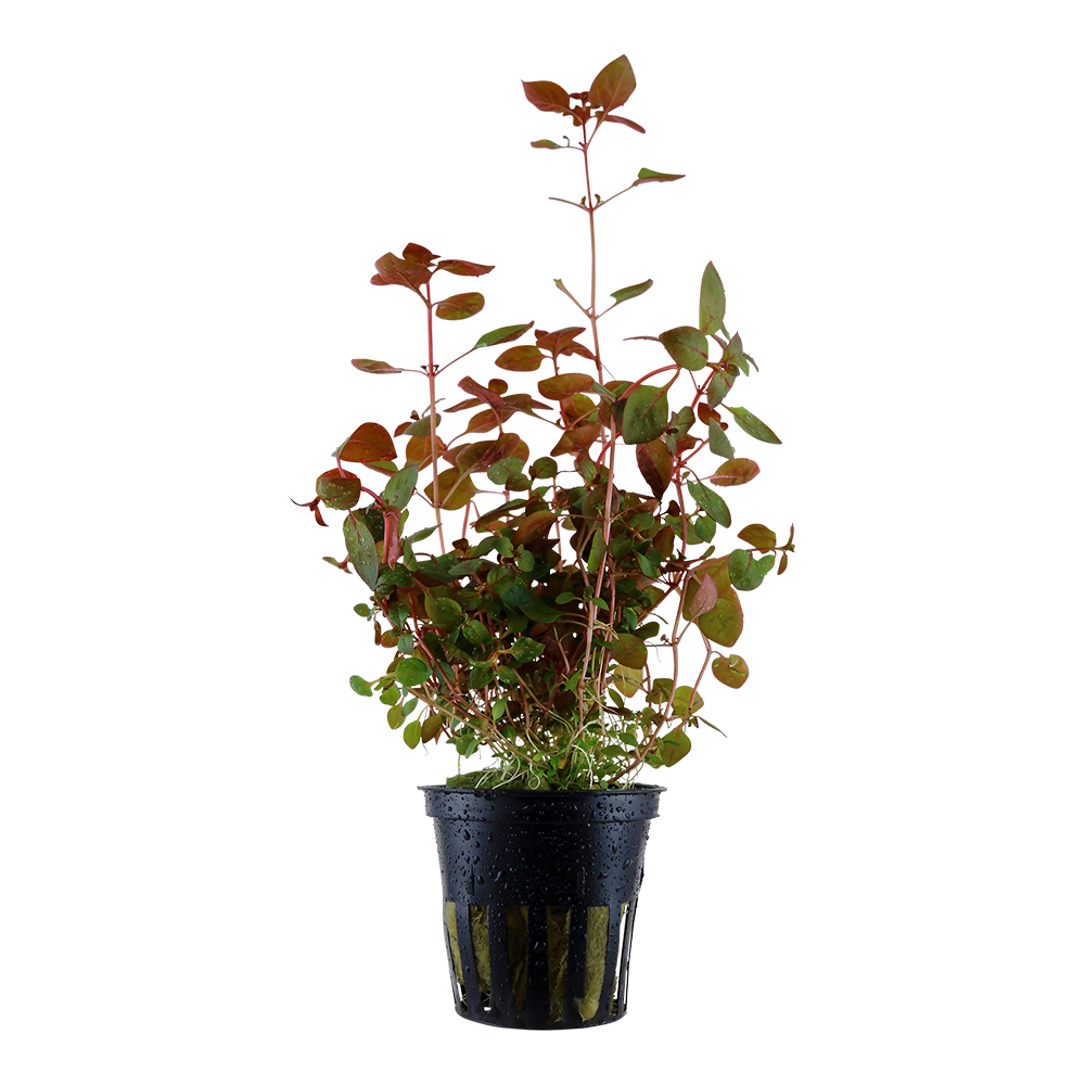Ludwigia palustris 'Super Red' (Topf)