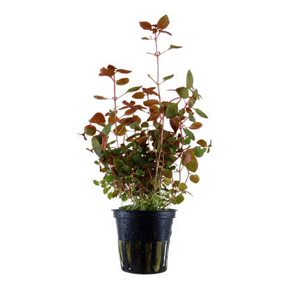 Ludwigia palustris 'Super Red' (Topf)