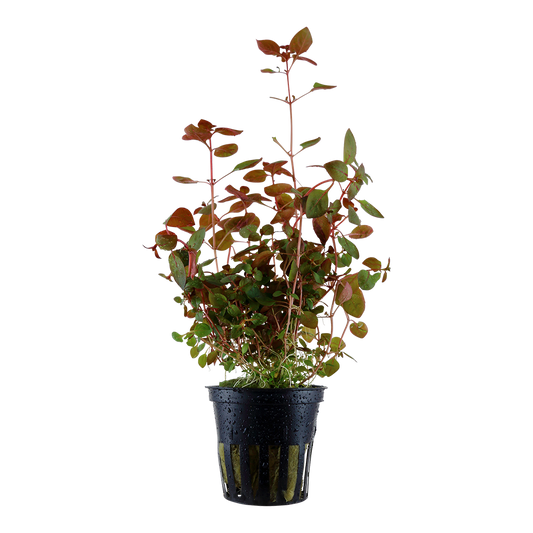 Ludwigia palustris 'Super Red' (Topf)