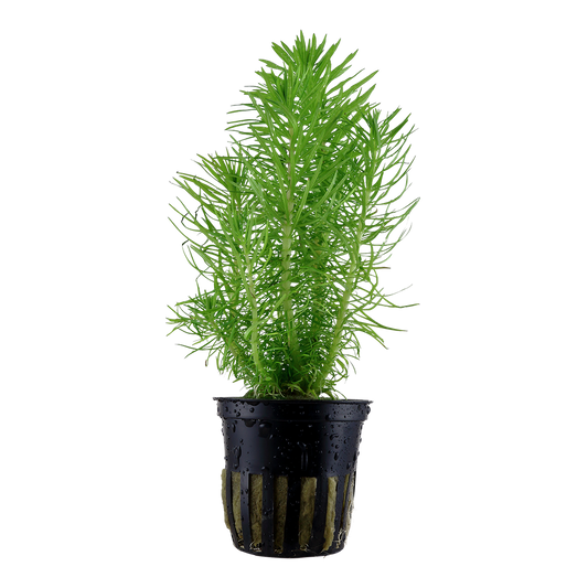 Pogostemon deccanensis (Topf)