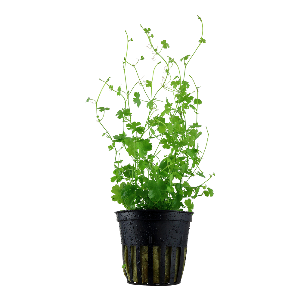 Hydrocotyle tripartita (Topf)