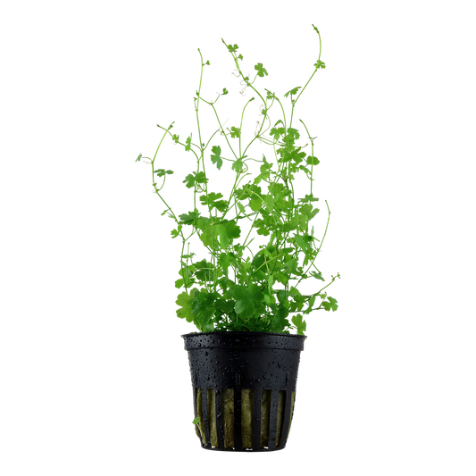 Hydrocotyle tripartita (Topf)