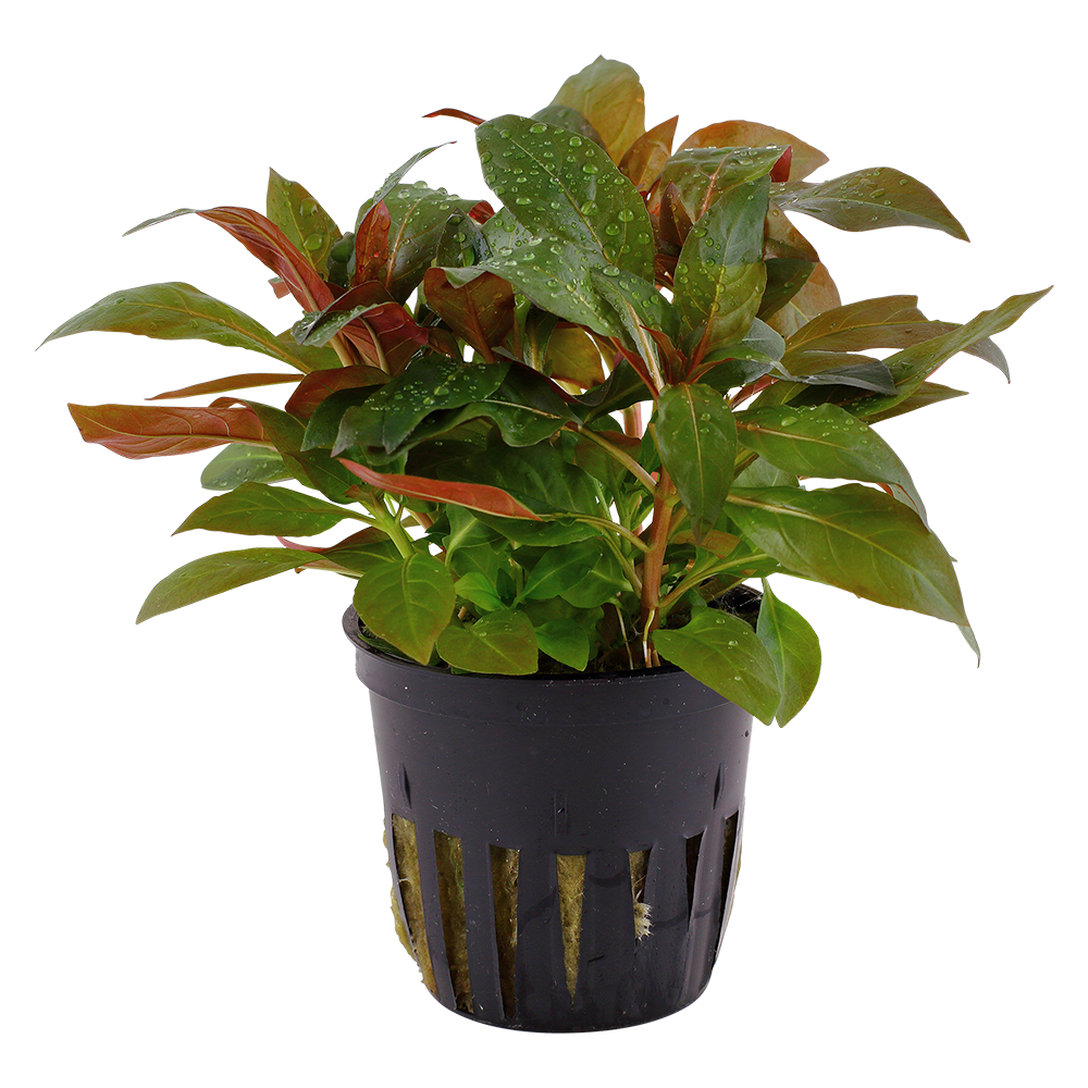 Ludwigia glandulosa (Topf)