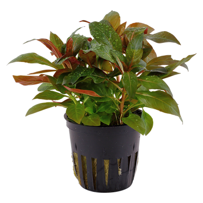 Ludwigia glandulosa (Topf)