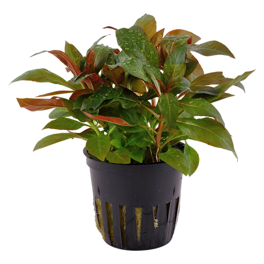 Ludwigia glandulosa (Topf)