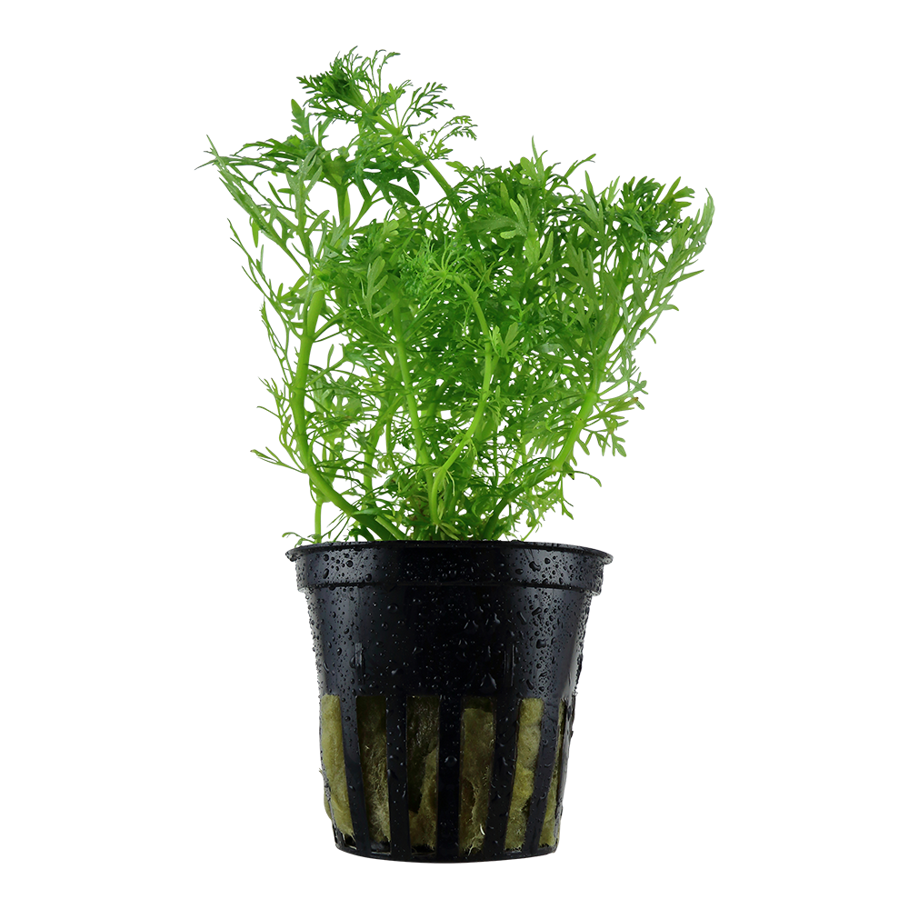 Limnophila aquatica (Topf)