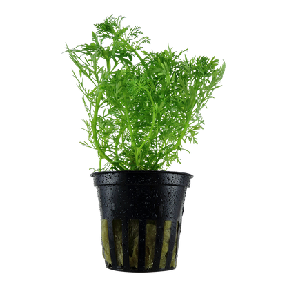 Limnophila aquatica (Topf)