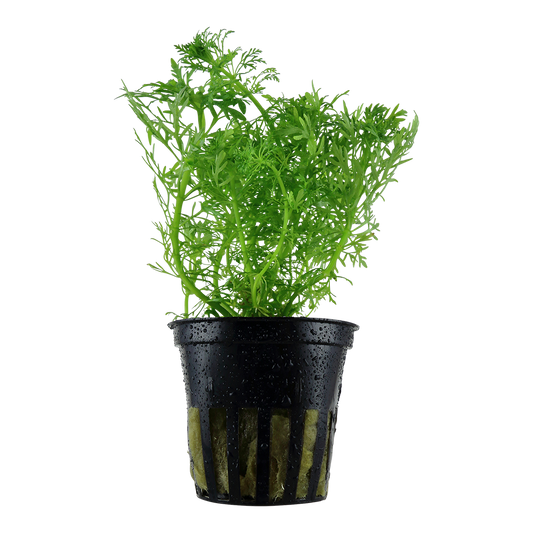 Limnophila aquatica (Topf)