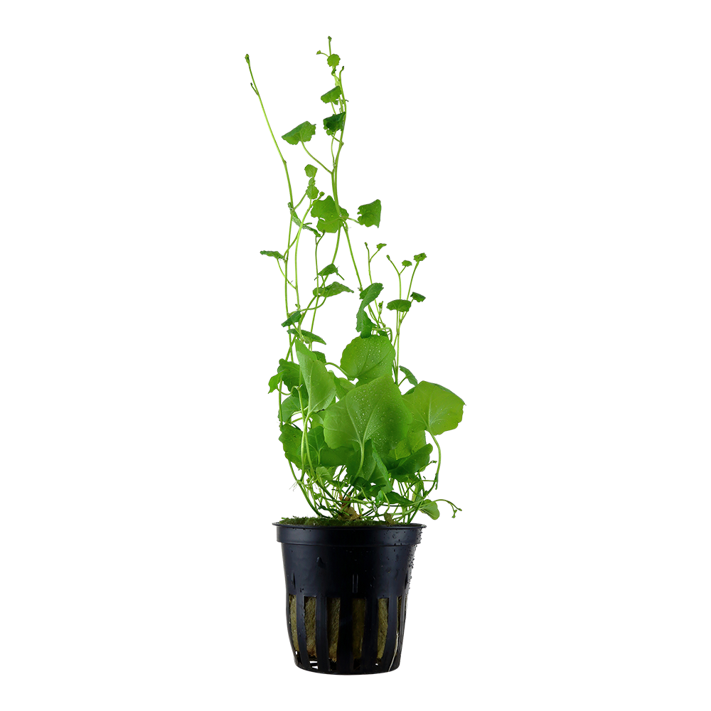 Cardamine lyrata (Topf)