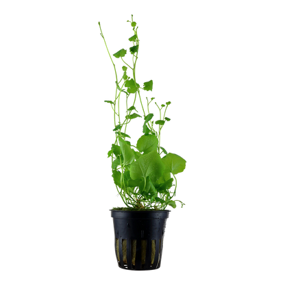 Cardamine lyrata (Topf)
