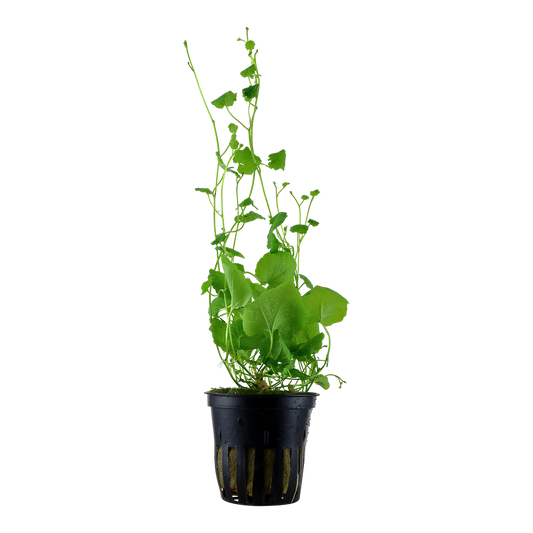 Cardamine lyrata (Topf)