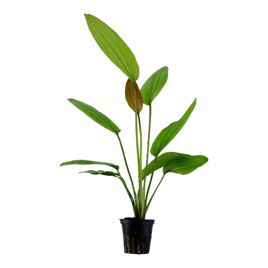 Echinodorus 'Rosé' (Topf)